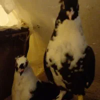 کبوترنوک ریزوپلاکی وپرشی|پرنده|خوانسار, |دیوار