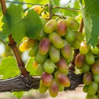 نـهال ســیب اصــلاحشده با بــاردهی قدرتــمند|خدمات باغبانی و درختکاری|اشنویه, |دیوار