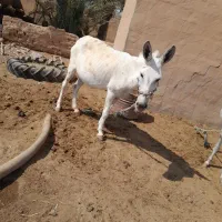 باوی