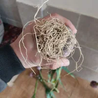 سیر همدان|خوردنی و آشامیدنی|تالش, هشتپر|دیوار