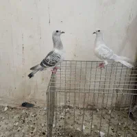 دو ماده پولک|پرنده|قائن, |دیوار