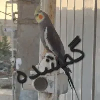 عروس هلندی فراری