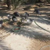 بوقلمون ماده