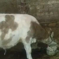 گوساله نر|حیوانات مزرعه|شازند, |دیوار