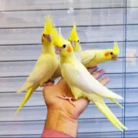 واگذاری و سرپرستی پرندگان