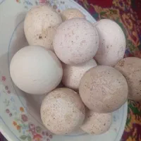 تخم بوقلمون نطفه دار تخم مرغ لاری وگلین