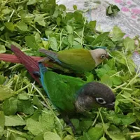 طوطی گرینچیک|پرنده|کوهدشت, |دیوار