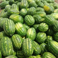 صادرات هندوانه و ملون و خربزه با بهترین صافی