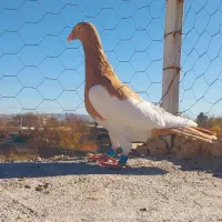 ماده زرد یهودی،به شرط تخم وپرش