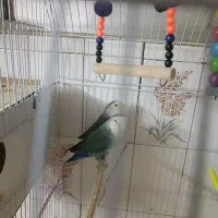 کوتوله و مرغ عشق|پرنده|مشهد, دانشجو|دیوار