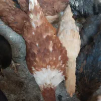 جوجه،نیمچه ،گلپایگانی،سانپارس ،|حیوانات مزرعه|تهران, جوادیه|دیوار