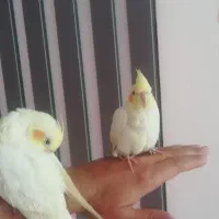 عروس هلندی کاملا دستی