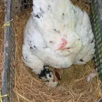 تخم نطفهدار گلینهای اصیل و کرچ شو|حیوانات مزرعه|رشت, سعدی (تختی)|دیوار