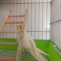 عروس هلندی سخن گو