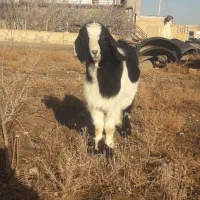 فروش نر بز پلنگی