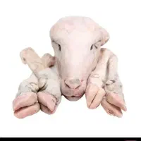 کله پاچه آماده پخت و سیرابی و زبان گاو