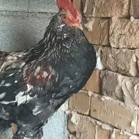 خروس زینتی|حیوانات مزرعه|سرپل ذهاب, |دیوار