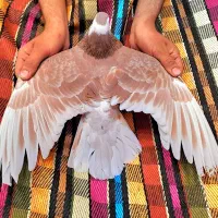 دمگیر خرقه نر  پیازی