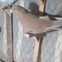 دوتا کبوتر نر