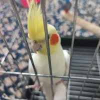 عروس هلندی،جفت،جوجه داده