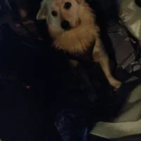 واگذاری سگ زیبا وجوان وبازیگوش