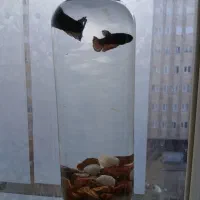 فایتر ارزون