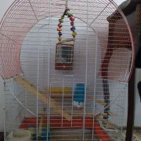 قفس بزرگ عروس هلندی/ کاسکو و طوطی