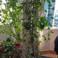 تعداد گلدون فروشی