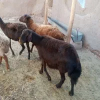 میش سرخ افشار آبستن