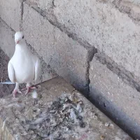 کبوتر بسیارعالی دورگه|پرنده|سیرجان, |دیوار