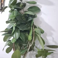 گل کائوچو|گل و گیاه طبیعی|خوی, |دیوار