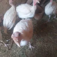 بوقلمون گوشتی