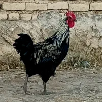 خروس