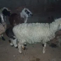 سلام خدمت دوستان ۴ عدد میش به فروش میرسد