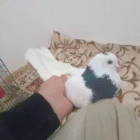 کبوتر طوقی|پرنده|نقده, |دیوار