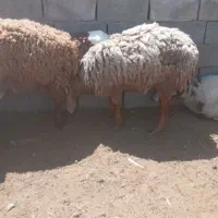 بره نر سفت چاق