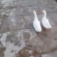 اردک|پرنده|نیشابور, میدون بار|دیوار