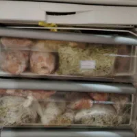 یخچال و گاز فردار|یخچال و فریزر|کامیاران, |دیوار