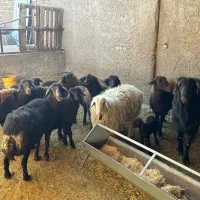 میش قزل افشار