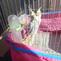 عروس هلندی مولد