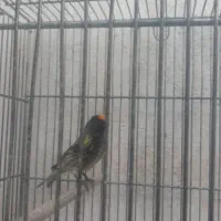 گلبسر مست جفتی ،سهره،قناری