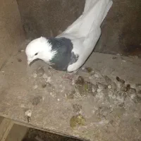 کبوتر طوقی|پرنده|سیلاخور, |دیوار