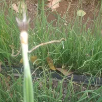 بذر پیاز زرد|خدمات باغبانی و درختکاری|درب بهشت, |دیوار