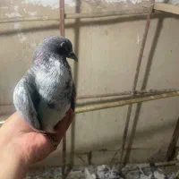 کبوتر