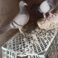 کفتر فروشی نرماده سبز با ماده زاغ نوک سفید پرشی|پرنده|صابری, |دیوار