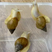 حلزون پت بی آزار