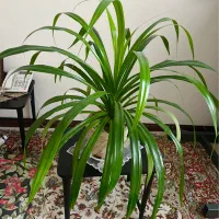 گیاه پاندانوس و شفلرا آپارتمانی