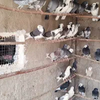 جوجه کفتر پرشی|پرنده|ری, شهرک نظامی|دیوار