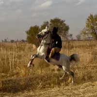 اسب نریان کرد