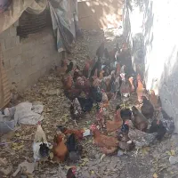 ۱۱۵ عدد مرغ و خروس رسمی درجه ۱|حیوانات مزرعه|فشم, |دیوار